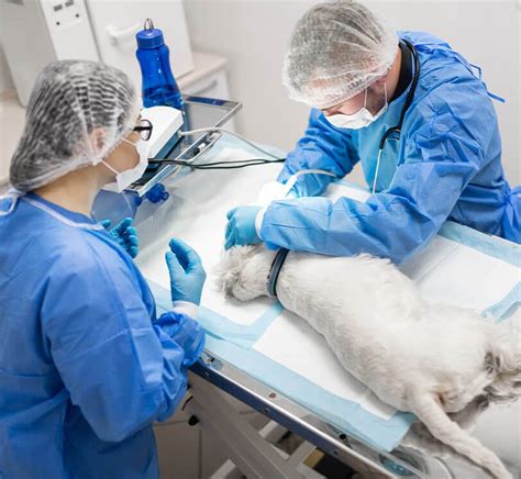 Emergency Vet Atlanta, GA, Emergency Vet Clinic.
